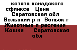 котята канадского сфинкса › Цена ­ 2 500 - Саратовская обл., Вольский р-н, Вольск г. Животные и растения » Кошки   . Саратовская обл.
